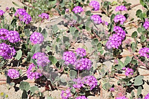California Wildflower Series - Superbloom - purple flowering desert sand verbena - Abronia villosa