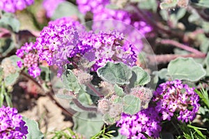 California Wildflower Series - Superbloom - purple flowers and buds on desert sand verbena - Abronia villosa