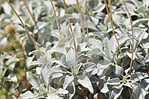California Wildflower Series - Superbloom Silver leaves Brittlebush photo