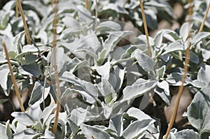 California Wildflower Series - Superbloom Silver leaves Brittlebush photo