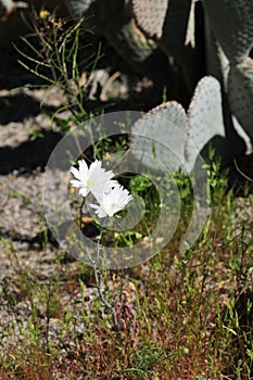California Wildflower Series - Superbloom - white flowers and buds on desert Chicory photo
