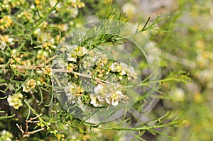 California Wildflower Series - Superbloom - white flowers on a shrub - Ambrosia Salsola