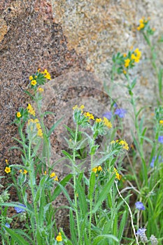 California Wildflower Series - Superbloom - Yellow common fiddleneck - Amsinckia - Blue Phacelia