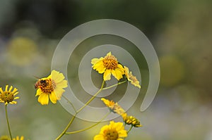 California Wildflower Series - Superbloom - yellow flowering Brittlebush - Encelia farinosa