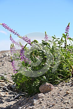 California Wildflower Series - Wild Desert Lupine - Lupinus sparsiflorus - Anza-Borrego Desert State Park