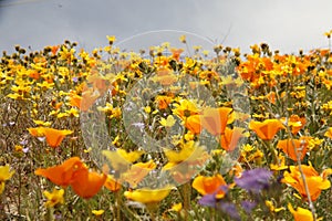 California wildflowers in bloom