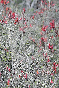 California Wildflowers Series - Anza Borrego Desert State Park - Chuparosa - Justicia californica