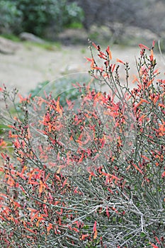 California Wildflowers Series - Anza Borrego Desert State Park - Chuparosa - Justicia californica photo