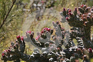 California Wildflowers Series - Coastal Cholla - Cylindropuntia prolifera