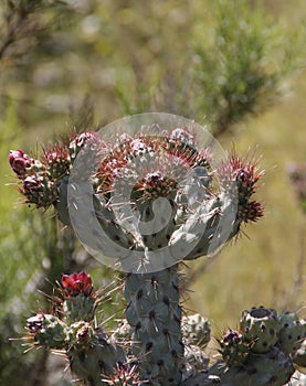 California Wildflowers Series - Coastal Cholla - Cylindropuntia prolifera