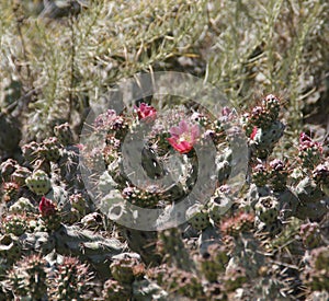 California Wildflowers Series - Coastal Cholla - Cylindropuntia prolifera