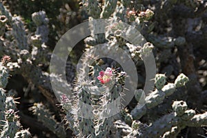 California Wildflowers Series - Coastal Cholla - Cylindropuntia prolifera