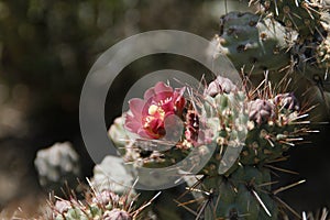 California Wildflowers Series - Coastal Cholla - Cylindropuntia prolifera