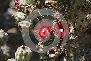 California Wildflowers Series - Coastal Cholla - Cylindropuntia prolifera