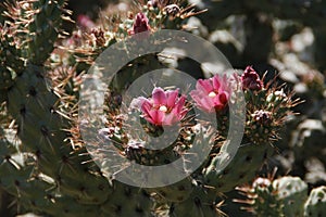 California Wildflowers Series - Coastal Cholla - Cylindropuntia prolifera