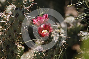California Wildflowers Series - Coastal Cholla - Cylindropuntia prolifera