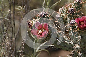 California Wildflowers Series - Coastal Cholla - Cylindropuntia prolifera