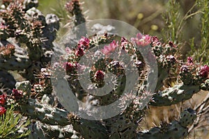 California Wildflowers Series - Coastal Cholla - Cylindropuntia prolifera