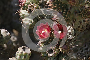 California Wildflowers Series - Coastal Cholla - Cylindropuntia prolifera