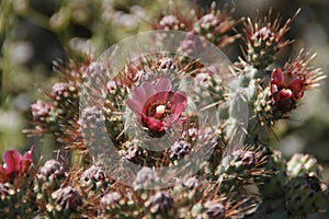 California Wildflowers Series - Coastal Cholla - Cylindropuntia prolifera