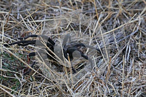 California Wildlife - California Ebony Tarantula - Aphonopelma eutylenum,