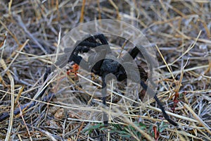 California Wildlife - California Ebony Tarantula - Aphonopelma eutylenum,