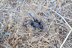 California Wildlife - California Ebony Tarantula - Aphonopelma eutylenum,