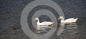 California Wildlife Series - American Pekin Duck or Long Island Duck - Lake Murray Community Park