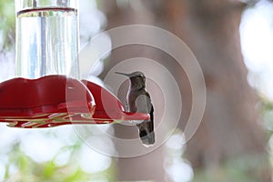 California Wildlife Series - Anna Hummingbird - Calypte Anna