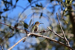California Wildlife Series - Anna Hummingbird - Calypte Anna photo