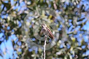 California Wildlife Series - Anna Hummingbird - Calypte anna photo