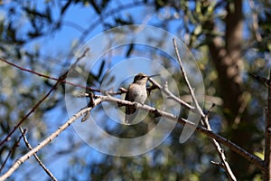 California Wildlife Series - Anna Hummingbird - Calypte anna photo