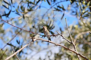 California Wildlife Series - Anna Hummingbird - Calypte anna photo