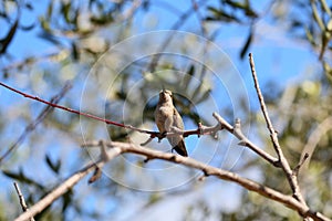 California Wildlife Series - Anna Hummingbird - Calypte anna photo