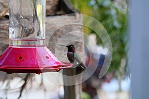 California Wildlife Series - Anna Hummingbird at feeder - Calypte Anna