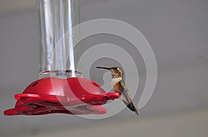 California Wildlife Series - Anna Hummingbird at Hummingbird Feeder - Calypte Anna