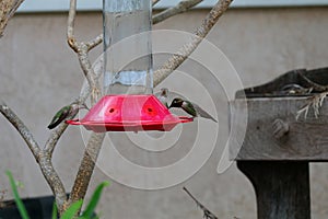 California Wildlife Series - Anna Hummingbirds drinking from feeder - Calypte Anna
