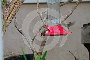 California Wildlife Series - Anna Hummingbirds drinking from feeder - Calypte Anna
