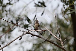 California Wildlife Series - Anna Hummingbirds perched on a branch - Calypte Anna