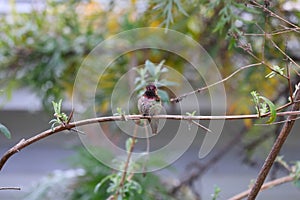 California Wildlife Series - Anna Hummingbirds perched on a branch - Calypte Anna