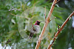California Wildlife Series - Anna's Hummingbird - calypte anna - Close-up Photo