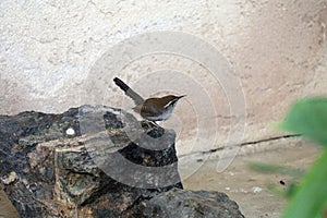 California Wildlife Series - Bewick\'s Wren - Rare Bird - Thryomanes bewickii