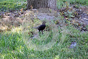 California Wildlife Series - Brewer\'s Blackbird on the grass in Paso Robles