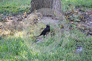 California Wildlife Series - Brewer\'s Blackbird on the grass in Paso Robles