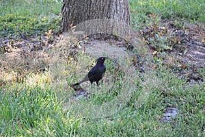 California Wildlife Series - Brewer\'s Blackbird on the grass in Paso Robles