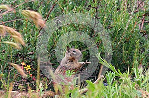 California Wildlife Series - California Ground Squirrel - Otospermophilus beecheyi