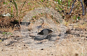 California Wildlife Series - California Quail - Callipepla californica