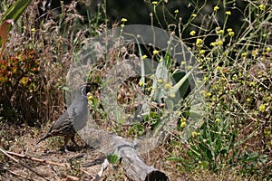 California Wildlife Series - California Quail - Callipepla californica