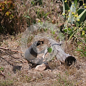 California Wildlife Series - California Quail - Callipepla californica