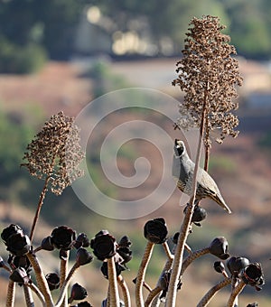 California Wildlife Series - California Quail Male - Callipepla californica